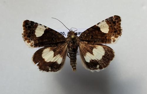 Tyta luctuosa